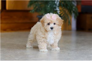 Elsie - Malti Poo - Maltipoo for sale