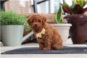 Scooby - Malti Poo - Maltipoo for sale