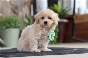 Scrappy - puppy for sale