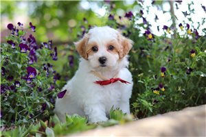 Paddy - Malti Poo - Maltipoo for sale