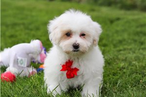 Brady - puppy for sale