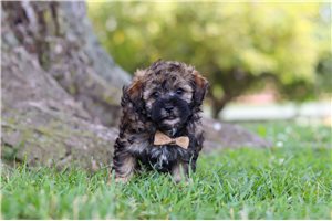 Dixon - Malti Poo - Maltipoo for sale