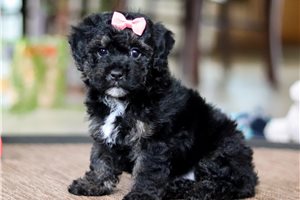 Aris - Malti Poo - Maltipoo for sale