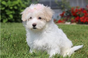 Angelica - Malti Poo - Maltipoo for sale