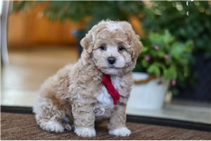 Miller - Malti Poo - Maltipoo for sale