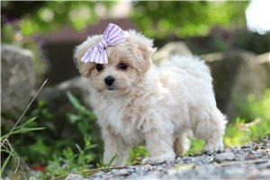 Quizzie - puppy for sale
