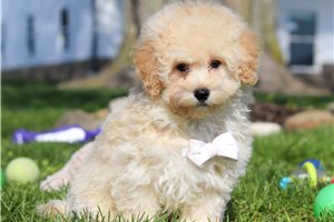 Frank - puppy for sale