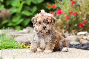 Brexlyn - Morkie / Yorktese for sale