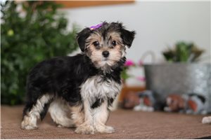 Nikki - Morkie / Yorktese for sale
