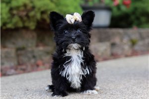 Brandy - Morkie / Yorktese for sale