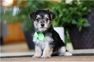 Roman - puppy for sale