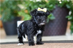 Rhea - puppy for sale