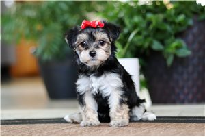 Rosalyn - puppy for sale