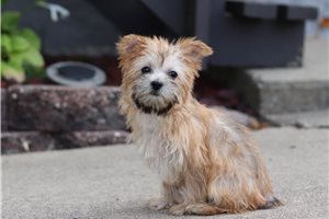 Bramble - Morkie / Yorktese for sale