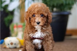 Doughnut - Poodle, Miniature for sale