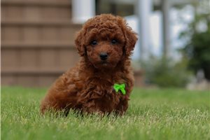 Matthew - Poodle, Miniature for sale