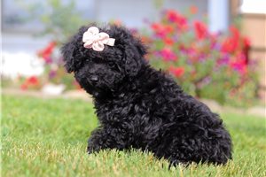 Fern - puppy for sale