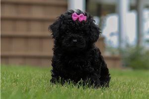 Mia - puppy for sale