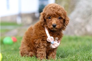 Denise - puppy for sale