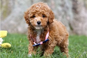 Delia - Poodle, Miniature for sale