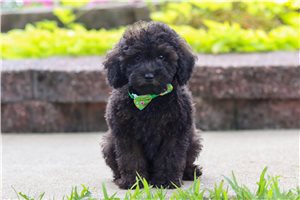 Joseph - Poodle, Miniature for sale