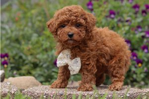 Maverick - Poodle, Miniature for sale