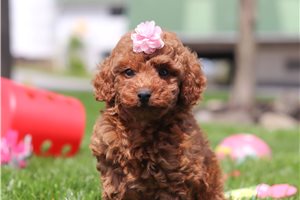 Gabrielle - Miniature Poodle for sale