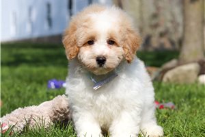Darius - Poodle, Miniature for sale