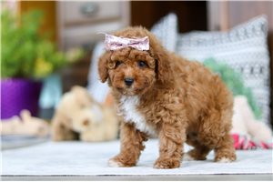 Desiree - Poodle, Miniature for sale