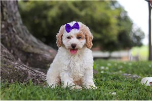 Miracle - puppy for sale