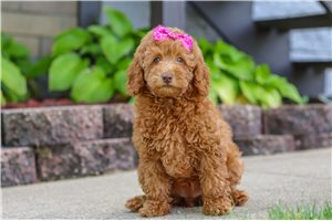 Kinsley - Poodle, Miniature for sale