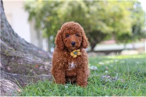 Matt - puppy for sale