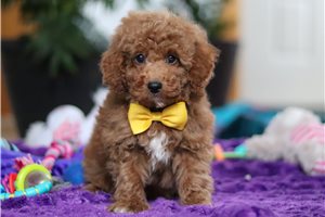 Elijah - Poodle, Miniature for sale
