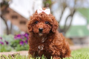 Gracie - Poodle, Miniature for sale