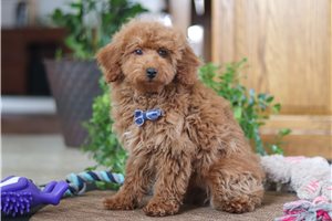 Ethan - Poodle, Miniature for sale