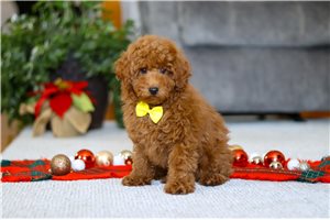 Percy - Poodle, Miniature for sale