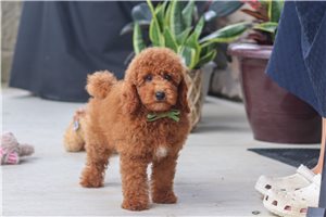 Matt - puppy for sale