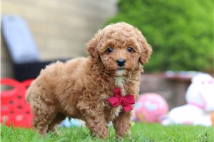 Glen - puppy for sale