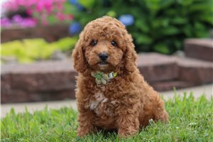 Knox - puppy for sale
