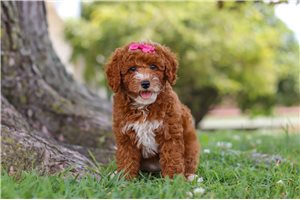 Merica - puppy for sale