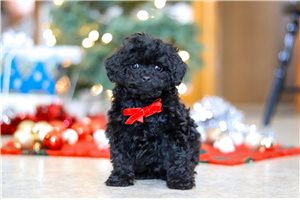 Charlie - Poodle, Miniature for sale