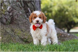 Mitch - Poodle, Miniature for sale