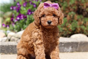Poppy - Miniature Poodle for sale