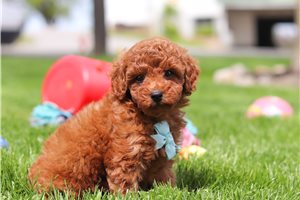 Garrett - Miniature Poodle for sale