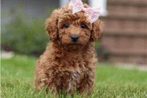 Maria - Poodle, Miniature for sale