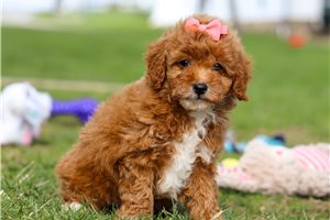 Demi - puppy for sale