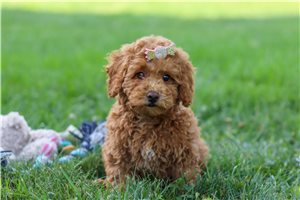 Katie - Poodle, Miniature for sale