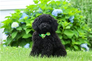 Michael - Poodle, Miniature for sale