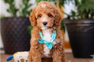 Gelato - Poodle, Miniature for sale
