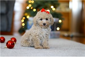 Celeste - Poodle, Miniature for sale